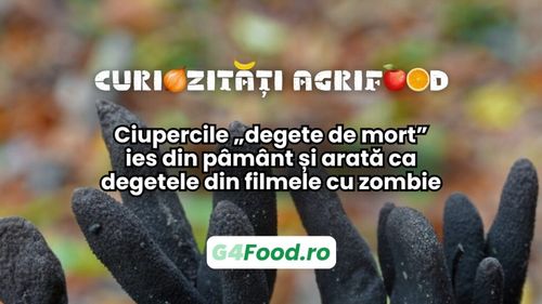 Curiozități agrifood 23 ianuarie | Ciupercile „degete de mort” ies din pământ și arată ca mâinile din filmele cu zombii