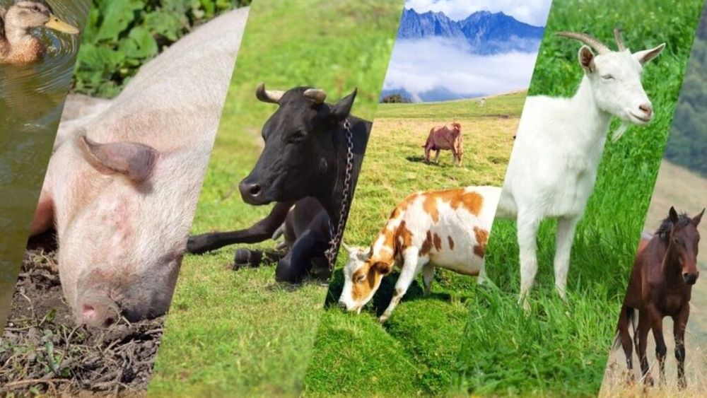 Tot mai puține animale se vând în târgurile tradiționale din județul Buzău, în contextul limitării comercializării impuse de pesta porcină africană și pesta micilor rumegătoare