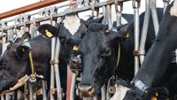 Cât costă o junincă Holstein cu pedigree, în Irlanda/ Încrederea în sectorul laptelui este cea care susține piața