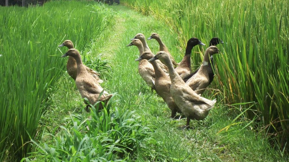 VIDEO Rațele, folosite în loc de pesticide de tot mai mulți fermieri / Păsările curăță de dăunători culturile de orez sau viile