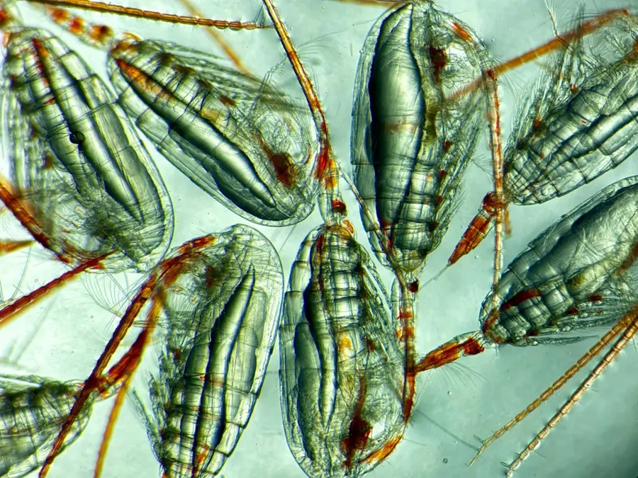 Viețuitoarele de care depinde temperatura planetei