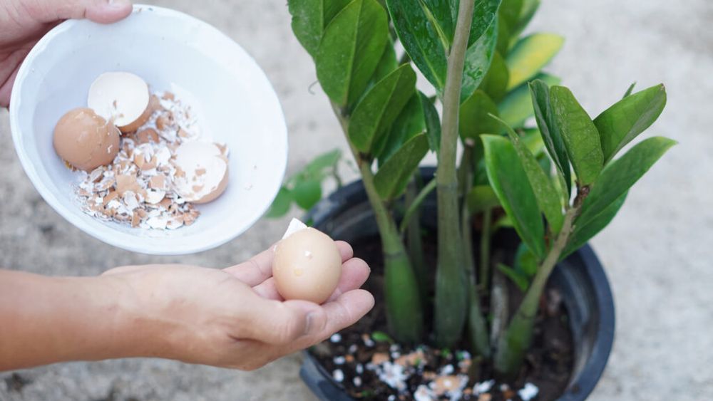 5 resturi din bucătărie pe care mulți le aruncă, dar care pot ajuta plantele / De ce grădinarii folosesc cojile de ouă și zațul de cafea