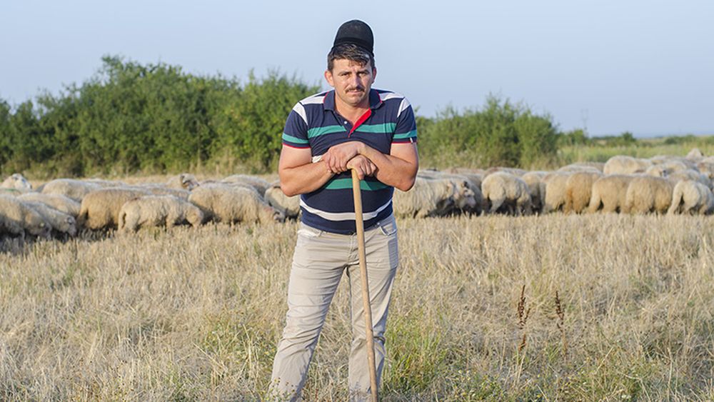 Document exclusiv: petiția oierilor/ 3 milioane de ovine, decimate în câțiva ani/ Ionică Sterp, vicepreședinte Asociația Profesională a Ciobanilor: „Până la miel, trebuie să salvăm Miorița. Și prețul la miel este o problemă, dar dacă-ți omoară matca, nu mai ai ce exporta”