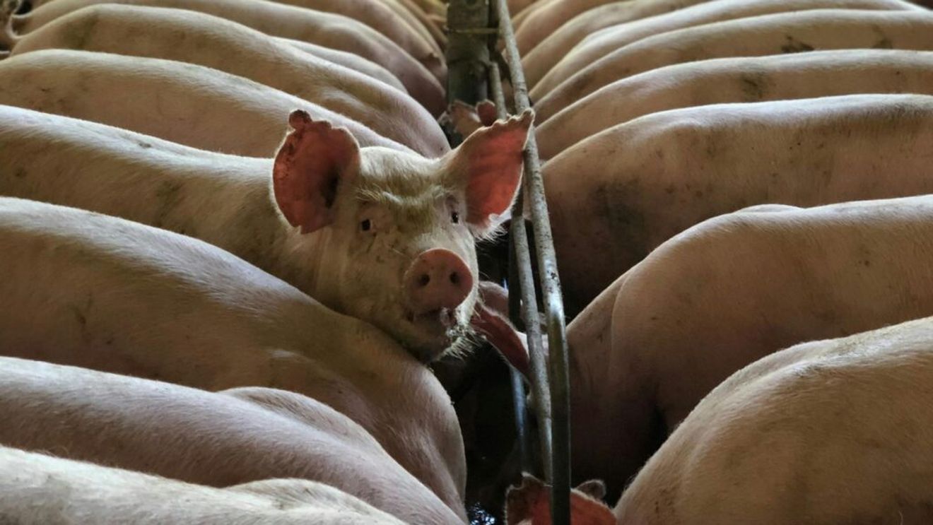 Nou focar de pestă porcină africană la Mărășești, în județul Vrancea, soldat cu eutanasierea a 2400 de animale, după un altul recent, în Olt, unde au fost sacrificate 5000 de animale