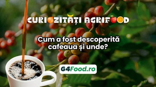 Curiorizăți agrifood – 24 octombrie: Cum a fost descoperită cafeaua și unde?
