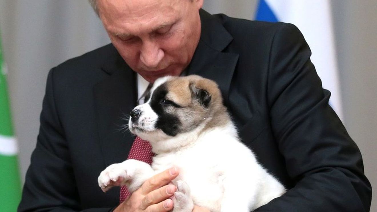 Comerțul ilegal cu hrană pentru animale de companie ia amploare în Rusia / Moscova interzice mărci occidentale pentru a încuraja industria locală și vizează exporturi masive în statele post-sovietice