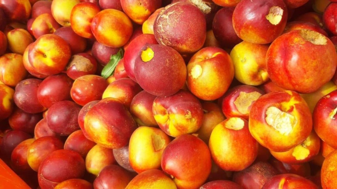 Lăcustele devastează podgoriile și livezile din regiunea italiană Emilia-Romagna/Proliferarea insectelor ar fi fost favorizată de regresul populației de bibilici