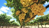 Franța se pregătește pentru cea mai slabă producție de vin din acest secol. Seceta și căldura extremă au afectat podgoriile