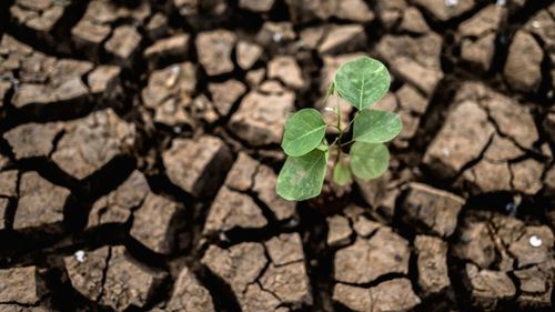 Peste 230.000 de producători agricoli ale căror culturi au fost afectate de secetă, vor putea primi compensaţii financiare, în cuantum de 1.000 lei pentru fiecare hectar calamitat/Anunțul a fost făcut de Mihai Constantin, purtătorul de cuvânt al Gvernului