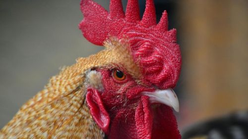 Obiceiuri uitate din Transilvania: tinerii loveau un cocoș înainte de al găti, iar fetele erau udate pentru rod bogat / Tradițiile pascale consemnate în 1865 scot la iveală ritualuri magice și sociale