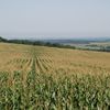 Cum a fost recolta de porumb și floarea-soarelui în Maramureș. Ce spun fermierii despre producția din acest an