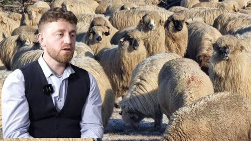 VIDEO | George Cățean (fermier): „Mulsul de mână este, din păcate, în pericol de abandon” / „Deși România este pe locul 2 în UE din punct de vedere al numărului de oi, țara noastră are o deficiență pe piața brânzeturilor. Telemeaua începe să fie greu accesibilă”