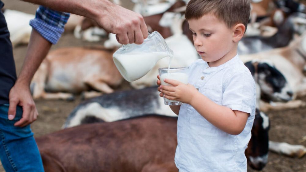 Când laptele de capră îți poate face rău / O fetiță de un an și cinci luni, aproape de moarte după ce a băut lapte crud / Riscurile produselor nepasteurizate