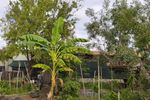 FOTO – VIDEO | Cum cultivi un banan în ghiveci. E o plantă nepretențioasă și care dă apartamentului sau terasei un aer exotic
