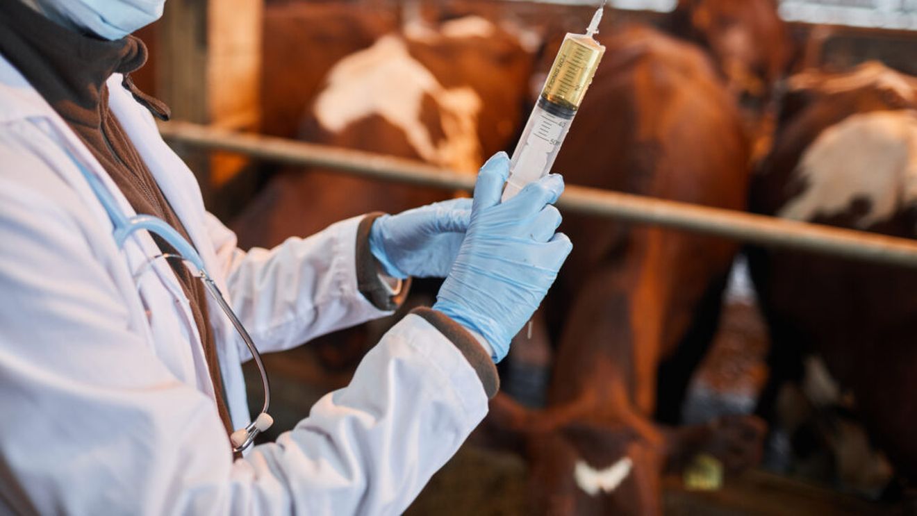 Europa caută alternative la sacrificarea în masă a animalelor / Cercetătorii avertizează că vaccinurile nu sunt soluția miraculoasă