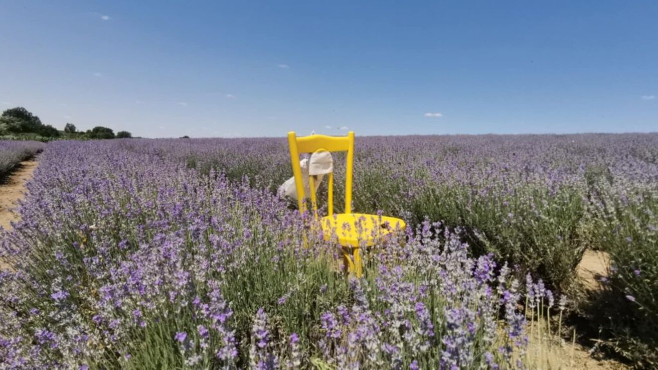 Cum se face siropul din lavandă / Rețeta simplă pentru o băutură răcoritoare, perfectă pentru zilele caniculare