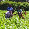 STUDIU | Hrana viitorului, tot mai săracă în nutrienți / Cum reduce dioxidul de carbon calitatea alimentelor