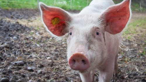 Noile reguli privind creșterea și comercializarea porcilor în România ( II )