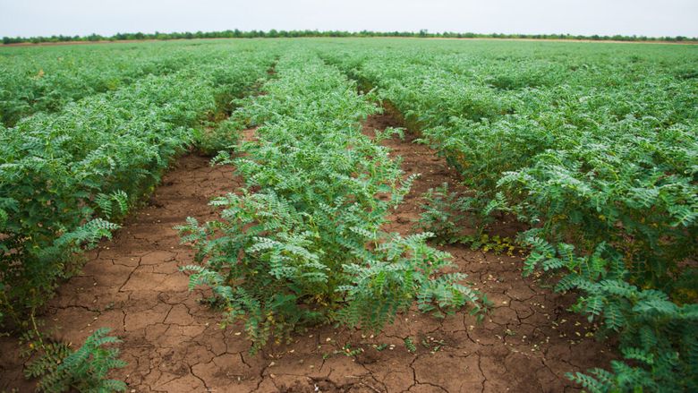 Seceta îi determină pe fermierii francezi să cultive năut, linte și chia / Producția unei mici cooperative s-a dublat față de 2023