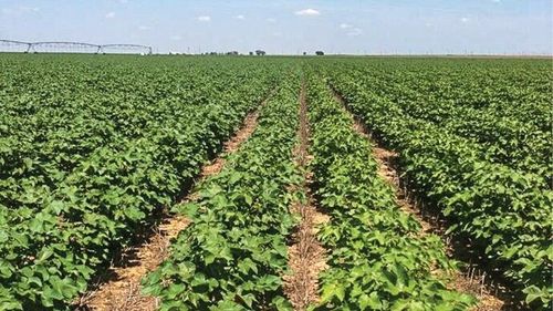 Ce este agricultura no-till, adică fără a ara sau săpa terenul. Care sunt avantajele acestei noi tehnologii și cum trebuie procedat?