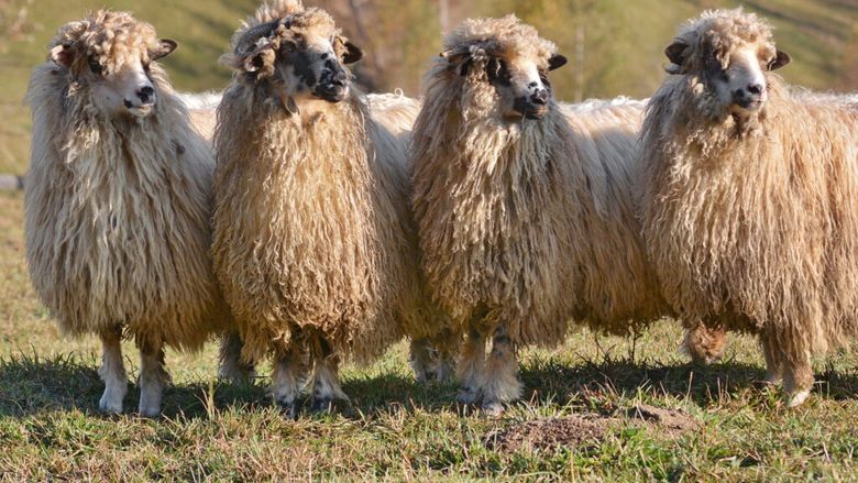 România vrea să exporte mai multe ovine în Orientul Mijlociu / Discuții la Ankara pentru facilitarea tranzitului prin Turcia