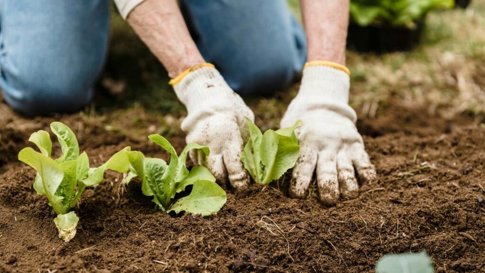 Spania și-a prezentat noua strategie alimentară/ Pedro Sanchez: Vom continua să fim liderul creșterii economice în Uniunea Europeană în 2025, datorită impulsului sectorului agroalimentar/ Agricultorii continuă să aibă multe probleme, în ciuda declarațiilor guvernamentale optimiste