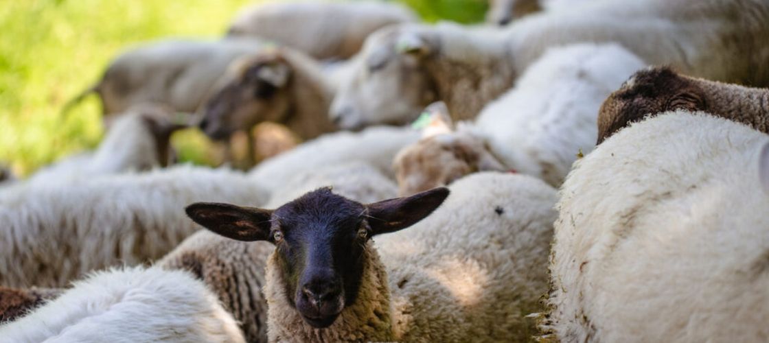 O fermă privată refuză să plătească incinerarea animalelor / CJ Timiș cere Guvernului să schimbe regulile