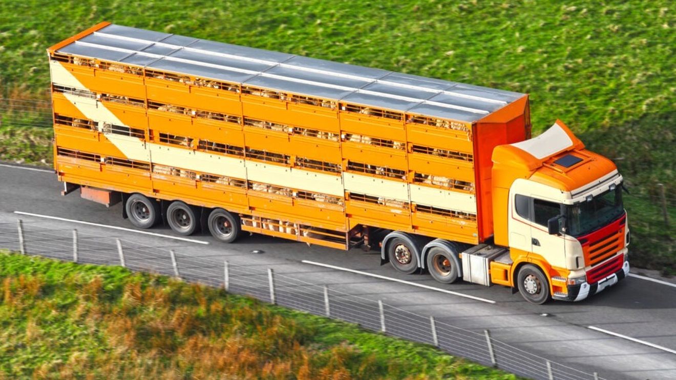 Marcel Ciolacu: Aprobăm un memorandum prin care organizăm, în regim de urgenţă, reluarea exporturilor de carne şi animale vii în Turcia