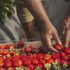 Fructele de sezon care pot deveni din sănătoase extrem de periculoase/ Specialist în longevitate: Te pot îmbolnăvi grav