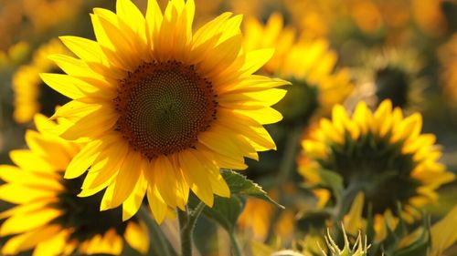 România rămâne cel mai mare producător de floarea-soarelui din UE / Producția prognozată de 2,2 milioane de tone ne menține în fruntea clasamentului