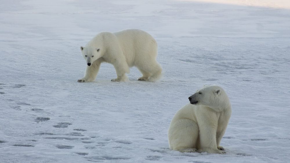 Gripa aviară a fost depistată pentru prima dată la un urs polar în Europa