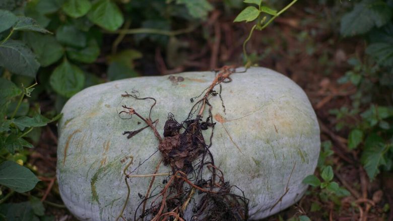 Pepenele de iarnă care poate ajunge la 20 de kilograme și se păstrează luni întregi fără frigider / „Uriașul” cultivat la Buzău