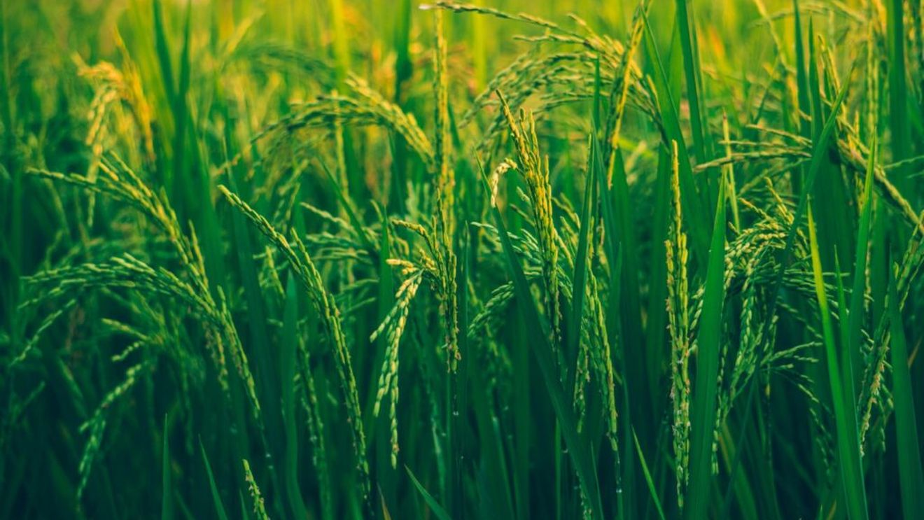 Orezul trebuie sau nu spălat înainte de a-l găti? Fiecare dintre cele două posibilități comportă avantaje și dezavantaje