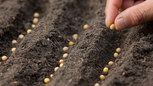 Noua lege europeană a semințelor stârnește revoltă în rândul fermierilor și organizațiilor civice / Peste 250 de organizații avertizează că regulile propuse vor accelera pierderea diversității agricole în Europa