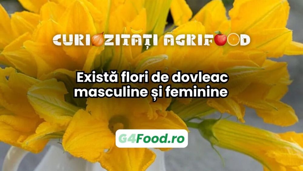 Curiozitate agri-food: Există flori de dovleac masculine și feminine / Cele masculine sunt utilizate în gastronomie pentru că nu afectează producția atunci când sunt recoltate