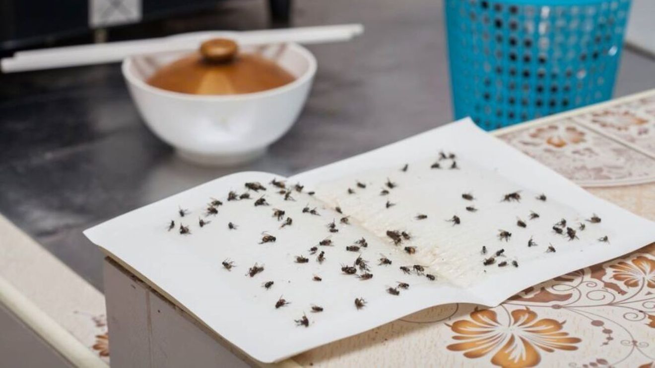 Muște în mâncare sau legătura indezirabilă dintre agricultură și restaurantele din Ponteverda, Spania