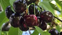 Producător de cireșe ecologice, apel disperat: „Deși producem local și bio, nu am reușit să ajungem în supermarketuri” / Proprietarul livezii ecologice din Giurgiu cere ajutorul consumatorilor pe rețelele sociale