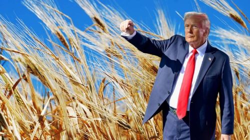 ANALIZĂ | Prăbuşirea prețurilor cerealelor continuă: Piața mondială, zguduită de noile tarife impuse de Donald Trump / Impactul asupra pieței europene