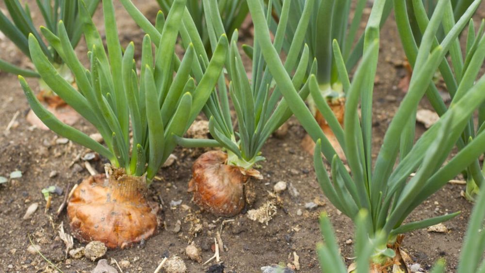 Prețurile la ceapă scad în Ucraina / Calitatea slabă și cererea scăzută forțează agricultorii să vândă mai ieftin