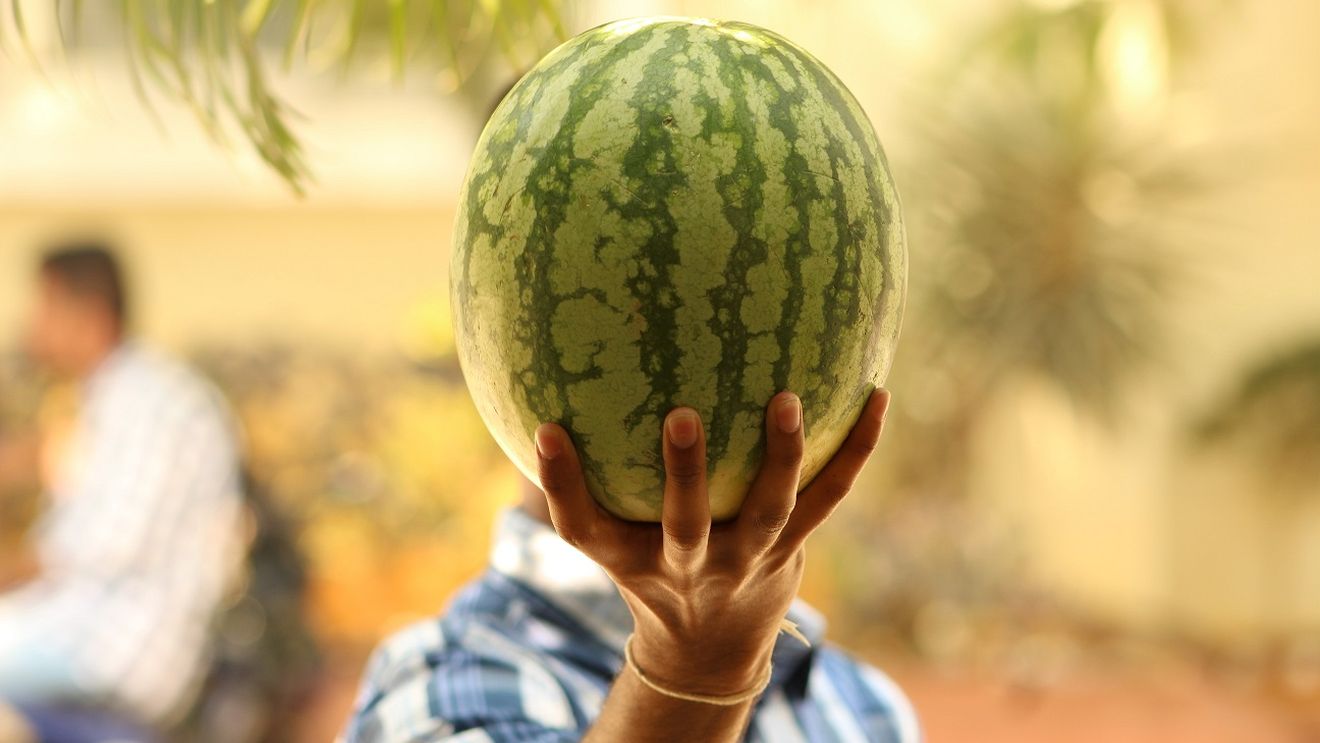 Piața pepenilor din Spania, în colaps/ Un pepene verde se vinde cu 10 cenți pe kilogram, în timp ce costurile de producție sunt de 18 cenți