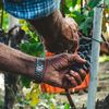 Când se taie vița de vie și de ce este atât de importantă această lucrare / Ce poți face cu lăstarii rezultați după plivire