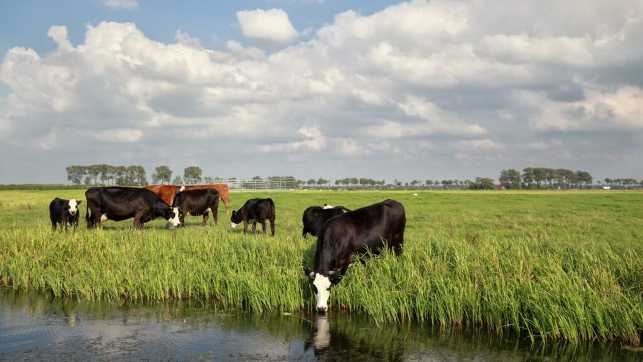 APIA: Crescătorii de animale primesc peste 3,98 milioane de lei ajutor de stat, solicitat prin cererile de plată aferente serviciilor prestate în luna iulie