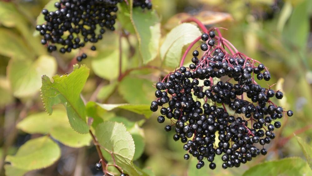 De la pești letali la fructe otrăvitoare, zece alimente care sunt consumate frecvent, dar te pot ucide / În medie, șase oameni mor anual după ce mănâncă o specie de caracatiță vie