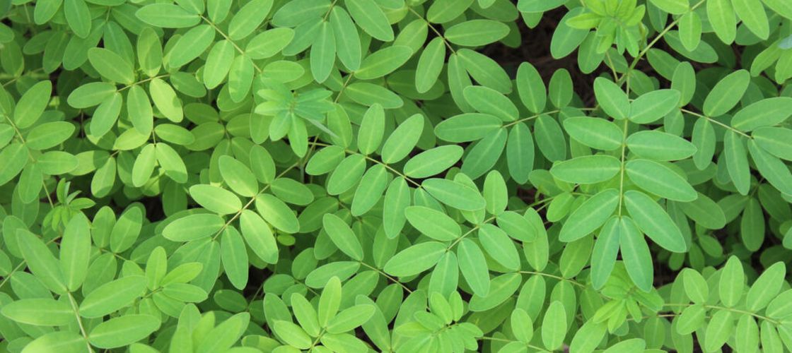 Descoperire importantă pentru sănătate: Un „arbore-minune”, folosit încă din antichitate la purificarea apei, ar putea elimina aproape complet microplasticul din apă / Studiile arată rezultate spectaculoase, dar rămân întrebări