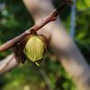 Fructul care seamănă cu mango, dar are gust de banană și vanilie / Asimina este originară din America de Nord și se găsește rar în Europa