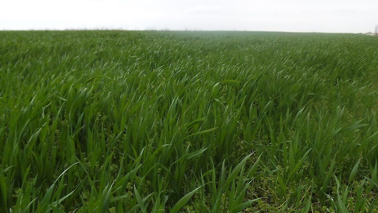 De ce fermierii români primesc una dintre cele mai mici subvenții agricole; Demontarea unei teze de propagandă anti-europeană