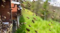 Seceta amenință albinele din Ungaria. Apicultorii cer ajutor de la autorități / Cum poate afecta criza polenului agricultura