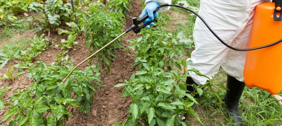 Franța monitorizează nivelul de pesticide de pe întreg teritoriul său / Organizațiile de mediu sunt vigilente