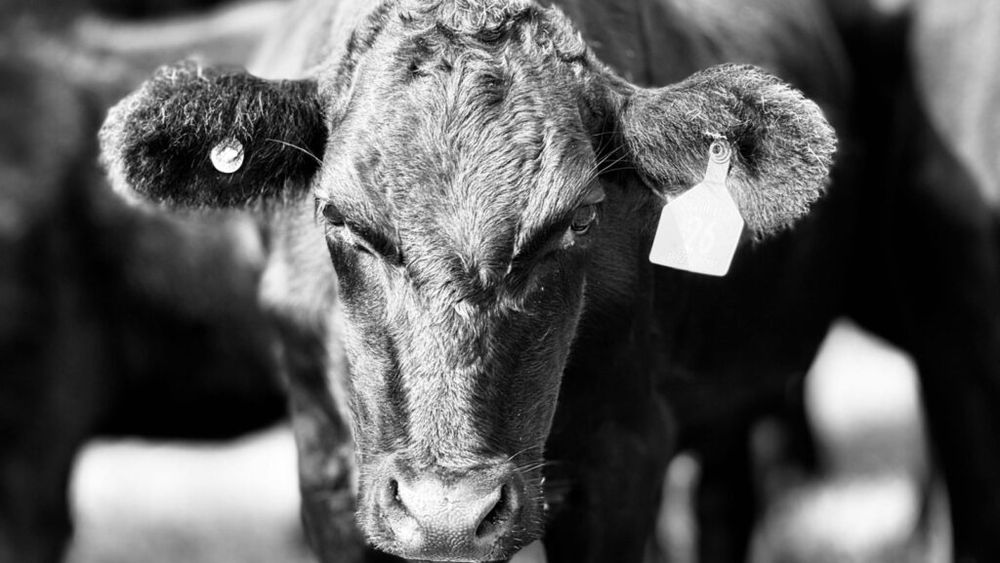 Unui fermier din Suceava i-au murit subit 5 viței din rasa Angus. Bărbatul a alertat autoritățile / Pierderile se ridică la câteva mii de euro