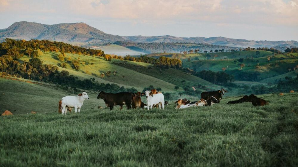 Focare de Boala limbii albastre/Bluetongue în Belgia, Olanda, Spania și Germania